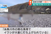 【謎】新潟にイワシが大量に打ち上げられる、たぶん、お前らの想像の十倍打ち上げられる