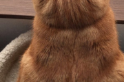 【画像】ネコの後頭部ｗｗｗｗｗｗｗｗｗｗｗｗｗ
