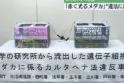 東工大生「赤く光るメダカ作ったからあげちゃう！」→男「飼育販売したろ！」→カルタヘナ法違反で逮捕
