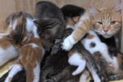 【動画】「ほぼ布団」子猫を14匹も産んじゃったママ猫はこうなるｗｗｗｗｗｗｗ