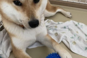 ワイんちの犬、トゲトゲボールのトゲをちぎる