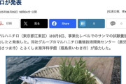 「サンマの試験養殖」に事業化レベルで成功　マルハニチロが発表