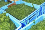 アオサがヒトコロナウイルスを抑制　「新型」へも効果期待　中部大チーム確認