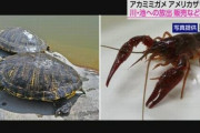 アメリカザリガニとミドリガメ、今年6月から野外放出や販売などが禁止に