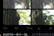 【悲報】2017年から野鳥の写真をあげ続けてたおじいちゃん、突然AI生成した鳥画像をあげ出し大炎上