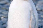 【画像】アルビノのペンギンｗｗｗｗｗｗ