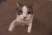 【gif】猫「んっ?チュッチュ?」