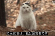 【画像】猫動画の字幕「ん〜ご主人様〜♪すきすき❤️」