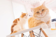 猫って部屋で放し飼いするのがデフォなの？