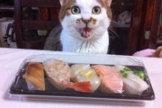 【どうぶつ画像】ねこはおすしが食べたようです、こねことこフクロウ ほか【再】