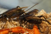 コオロギ栄養ありすぎワロタｗｗｗｗｗｗｗｗｗｗｗｗｗｗ
