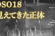 ヒグマのＯＳＯ１８さん「今年も牛8頭食って腹パンパンだしそろそろ冬眠入るから来年もよろしくなw」