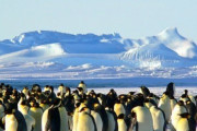 南極「土地余ってます、ウイルス来ません、ペンギンいます」