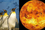 ペンギンは金星からの使者、大気中にある化学物質と同じものが発見…英研究者らが示唆！