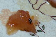 わいの桃食うてるこのテントウ虫みたいなのはなんや？（※画像あり）