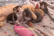 保護された先で他の子猫の母親係も買って出る！賢く母性に溢れた猫の姿にほっこり♪