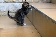 【ねこ画像】カメラ片手に他の子を撮影してるみたいな猫さん…これは小さな岩合さんですねwww