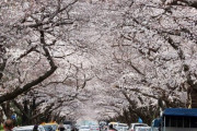【画像あり】韓国人「桜並木が美し‥僕も行きたい！」満開の韓国桜の風景をご覧ください　韓国の反応