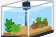 たまに水だけ入ってる水槽部屋に置いてるやつおるよな