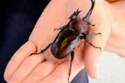 福井新聞　大きなカブトムシ発見、学芸員が驚き 体長８センチ超、野生では珍しく  [9/8]