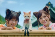 【乃木坂46】乃木坂ちゃんの猫画像ｶﾜ(・∀・)ｲｲ!!