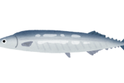 サンマとかいう旨すぎ魚が豊漁らしい