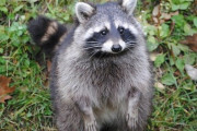 アライグマに襲われた老婆 逆襲してヘッドロックでアライグマの首の骨を折る‼