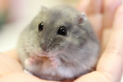 【悲報】ハムスターの原価、一匹当たり23円と判明