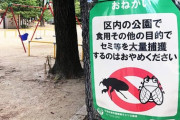 【News Up】公園のセミ食べないで！？ どういうこと？