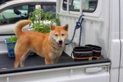 ド田舎なんだが、田んぼ道を車で犬散歩させる馬鹿がいたｗｗｗ