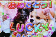 馬以外の動物の実写映像がでるパチンコ、存在しない説