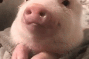 【癒し効果画像！】この可愛い豚を見て食べられないと思う？