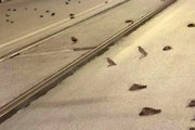 【動画】ローマの街中に大量のムクドリの死骸が。原因は花火か？
