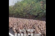 【動画】人類数千万人の食料供給を脅かしている「バッタ4000億匹」とそれに対抗するため集まった「アヒル10万羽」の戦いがついに始まる
