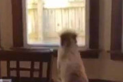 【ネコ】 窓にイヌが駆け寄った。外に何かいるのかな？ → ファッ！？