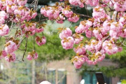 【韓国・聯合ニュース】 美しく咲いた王桜の花 =ソウル