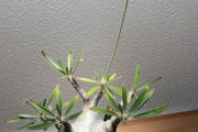 【画像】ガチニートだけど6万円の観葉植物買ったら葉っぱ生えてきた(´･ω･`)