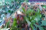 【悲報】アメリカでセミ１兆匹が羽化開始