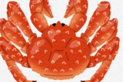 今、ロシア産のカニが超安い！アメリカに流れるカニが制裁で全部日本へ！