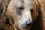 【動画】クマさん、完全にパニック