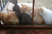 【再掲】【画像】 窓の外でねこたちが引っ付きもっつき