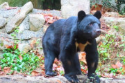 【東京】八王子市役所近くにクマ出没か、川沿いのグラウンドで市民が発見
