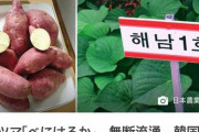 韓国人「韓国で日本種サツマイモ「べにはるか」が無断流通！」サツマイモ栽培面積4割を日本種が占めて問題に！　韓国の反応
