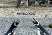 【悲報】ペンギン、帰宅したら妻の不倫現場に遭遇wwwwwwwwwww