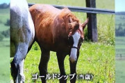 ●ゴールドシップ産駒の白毛馬生まれる