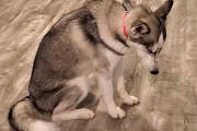犬の保育園でそれぞれベッドで気持ちよさそうに眠っている中、ポツーンと座り込むハスキーが寂しそう