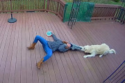 防犯カメラが捉えた面白映像！ゴールデンレトリバーが飼い主さんを引きずり回す！