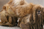 謎生物の状態で発見されたシーズー犬、3キロの毛の塊をカットし愛らしい姿に生まれ変わる
