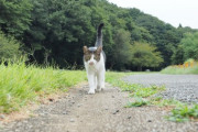 【ねこ画像】道を歩くねこ、駐車場のねこ ほか