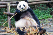 パンダ「竹しか食べません、優しいです、かわいいです」←害獣の熊とここまで違う理由